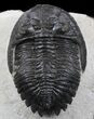 Detailed Hollardops Trilobite #36595-6